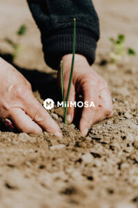 Fondsenwerving Miimosa