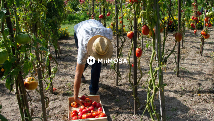 Fondsenwerving Miimosa