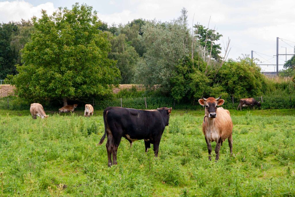 Jerseykoeien op grasland.