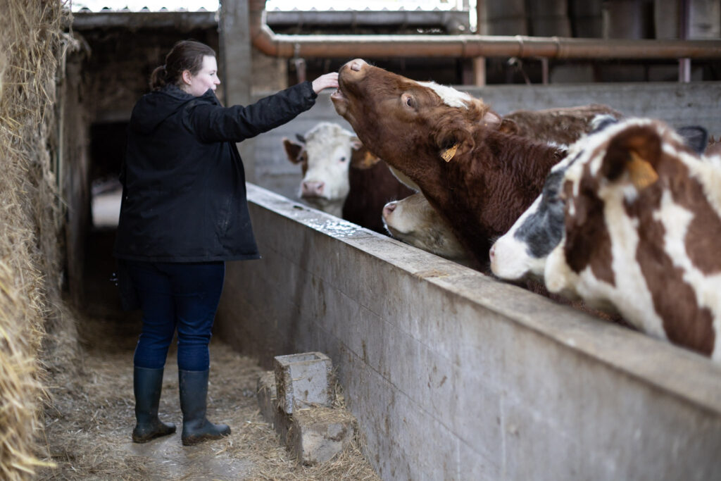 feeding cows